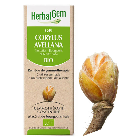 G49 - Corylus avellana - noisetier