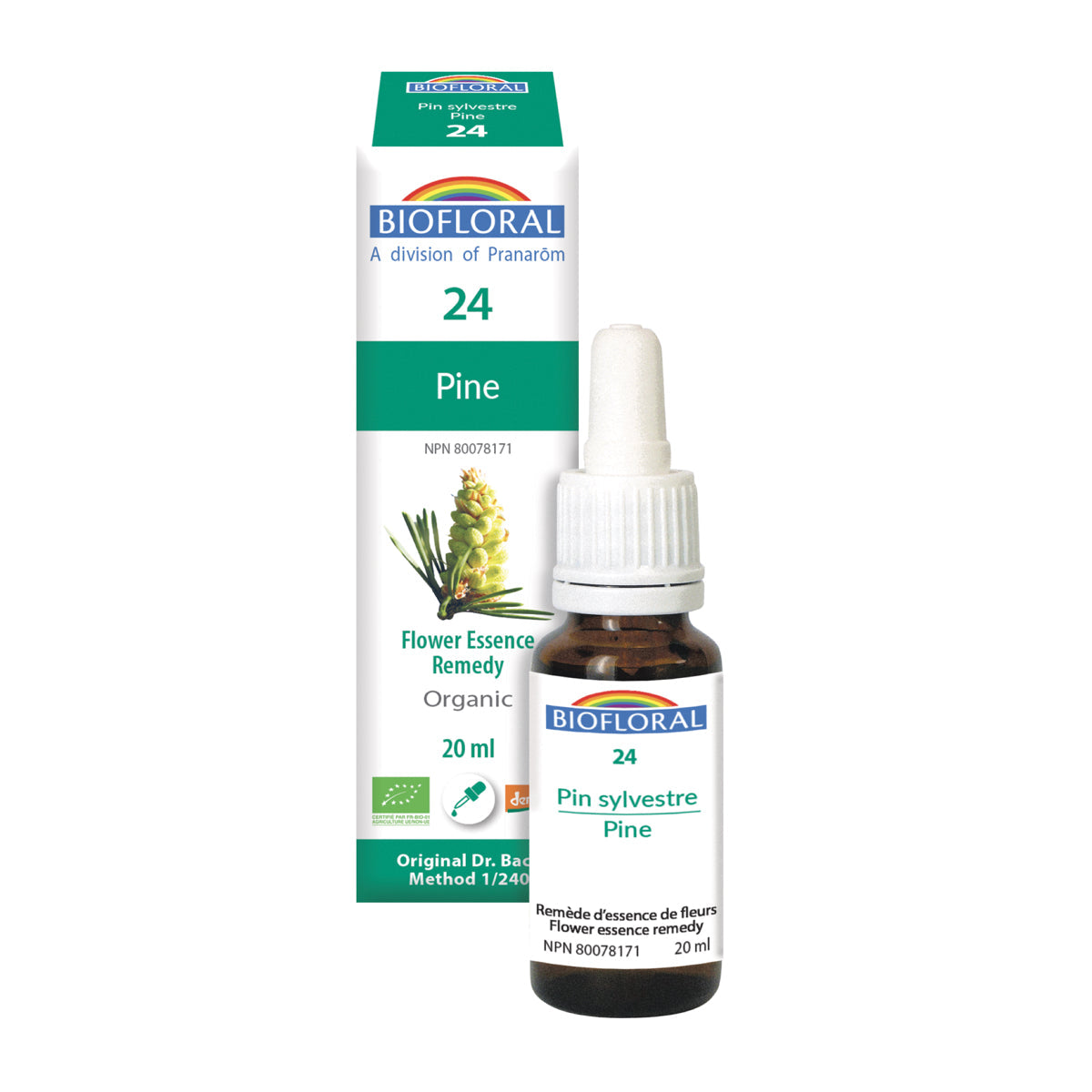 Pin sylvestre