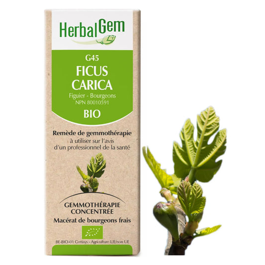 G45 - Ficus carica - Figuier