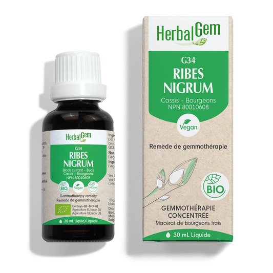 G34 - Ribes Nigrum - cassis