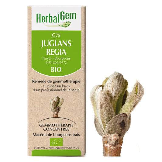 G75 - Juglans Regia - noyer