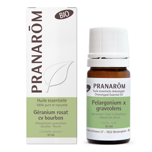 Géranium rosat cv bourbon - feuille BIO
