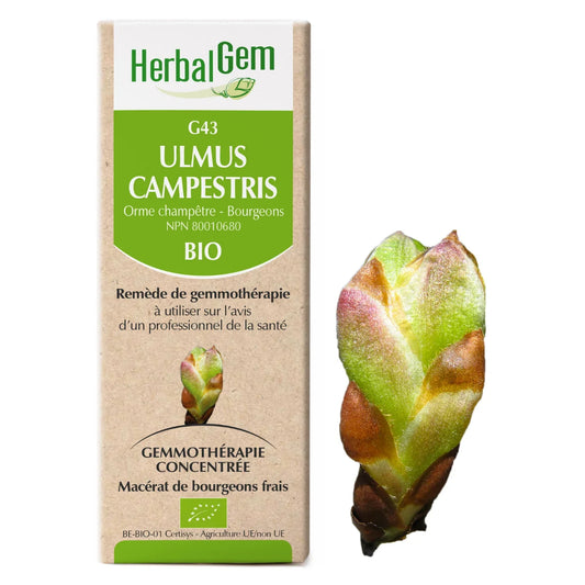 G43 - Ulmus Campestris - Orme
